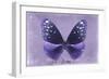 Miss Butterfly Euploea - Purple-Philippe Hugonnard-Framed Photographic Print