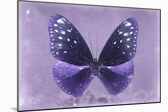 Miss Butterfly Euploea - Purple-Philippe Hugonnard-Mounted Photographic Print