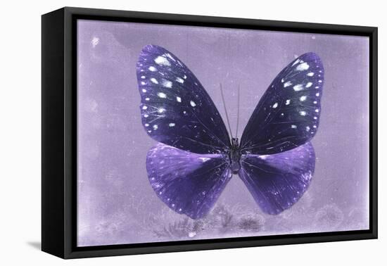 Miss Butterfly Euploea - Purple-Philippe Hugonnard-Framed Stretched Canvas
