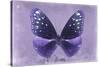 Miss Butterfly Euploea - Purple-Philippe Hugonnard-Stretched Canvas