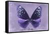 Miss Butterfly Euploea - Purple-Philippe Hugonnard-Framed Stretched Canvas