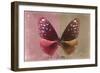 Miss Butterfly Euploea - Red & Caramel-Philippe Hugonnard-Framed Photographic Print