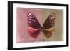 Miss Butterfly Euploea - Red & Caramel-Philippe Hugonnard-Framed Photographic Print