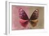 Miss Butterfly Euploea - Red & Caramel-Philippe Hugonnard-Framed Photographic Print