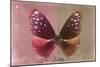 Miss Butterfly Euploea - Red & Caramel-Philippe Hugonnard-Mounted Photographic Print