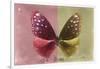 Miss Butterfly Euploea - Red & Gold-Philippe Hugonnard-Framed Photographic Print