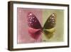 Miss Butterfly Euploea - Red & Gold-Philippe Hugonnard-Framed Photographic Print