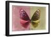 Miss Butterfly Euploea - Red & Gold-Philippe Hugonnard-Framed Photographic Print