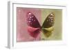 Miss Butterfly Euploea - Red & Gold-Philippe Hugonnard-Framed Photographic Print