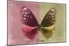 Miss Butterfly Euploea - Red & Gold-Philippe Hugonnard-Mounted Photographic Print