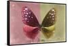 Miss Butterfly Euploea - Red & Gold-Philippe Hugonnard-Framed Stretched Canvas