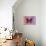 Miss Butterfly Euploea - Red & Hot Pink-Philippe Hugonnard-Photographic Print displayed on a wall