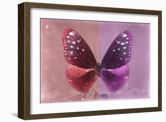 Miss Butterfly Euploea - Red & Hot Pink-Philippe Hugonnard-Framed Photographic Print