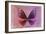 Miss Butterfly Euploea - Red & Hot Pink-Philippe Hugonnard-Framed Photographic Print