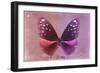 Miss Butterfly Euploea - Red & Hot Pink-Philippe Hugonnard-Framed Photographic Print