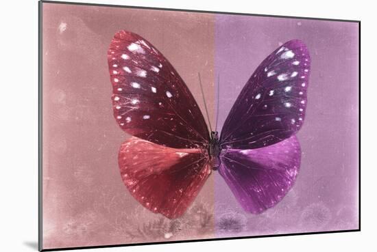 Miss Butterfly Euploea - Red & Hot Pink-Philippe Hugonnard-Mounted Photographic Print