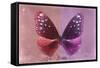 Miss Butterfly Euploea - Red & Hot Pink-Philippe Hugonnard-Framed Stretched Canvas