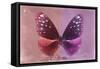Miss Butterfly Euploea - Red & Hot Pink-Philippe Hugonnard-Framed Stretched Canvas