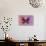 Miss Butterfly Euploea - Red & Hot Pink-Philippe Hugonnard-Photographic Print displayed on a wall
