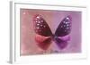 Miss Butterfly Euploea - Red & Hot Pink-Philippe Hugonnard-Framed Photographic Print