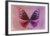 Miss Butterfly Euploea - Red & Hot Pink-Philippe Hugonnard-Framed Photographic Print