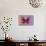 Miss Butterfly Euploea - Red & Hot Pink-Philippe Hugonnard-Mounted Photographic Print displayed on a wall