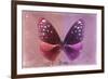 Miss Butterfly Euploea - Red & Hot Pink-Philippe Hugonnard-Framed Photographic Print