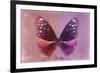 Miss Butterfly Euploea - Red & Hot Pink-Philippe Hugonnard-Framed Photographic Print