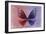 Miss Butterfly Euploea - Red & Purple-Philippe Hugonnard-Framed Photographic Print