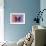 Miss Butterfly Euploea - Red & Purple-Philippe Hugonnard-Framed Photographic Print displayed on a wall