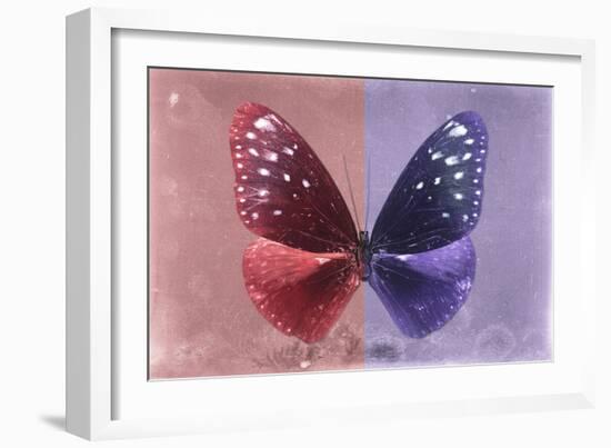 Miss Butterfly Euploea - Red & Purple-Philippe Hugonnard-Framed Photographic Print