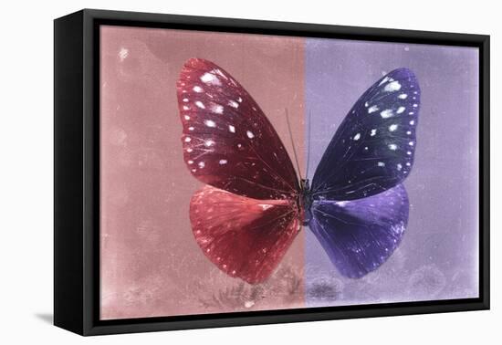 Miss Butterfly Euploea - Red & Purple-Philippe Hugonnard-Framed Stretched Canvas