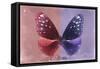 Miss Butterfly Euploea - Red & Purple-Philippe Hugonnard-Framed Stretched Canvas