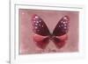 Miss Butterfly Euploea - Red-Philippe Hugonnard-Framed Photographic Print