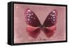 Miss Butterfly Euploea - Red-Philippe Hugonnard-Framed Stretched Canvas