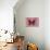 Miss Butterfly Euploea - Red-Philippe Hugonnard-Photographic Print displayed on a wall