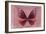 Miss Butterfly Euploea - Red-Philippe Hugonnard-Framed Photographic Print