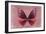 Miss Butterfly Euploea - Red-Philippe Hugonnard-Framed Photographic Print