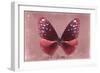 Miss Butterfly Euploea - Red-Philippe Hugonnard-Framed Photographic Print