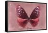 Miss Butterfly Euploea - Red-Philippe Hugonnard-Framed Stretched Canvas