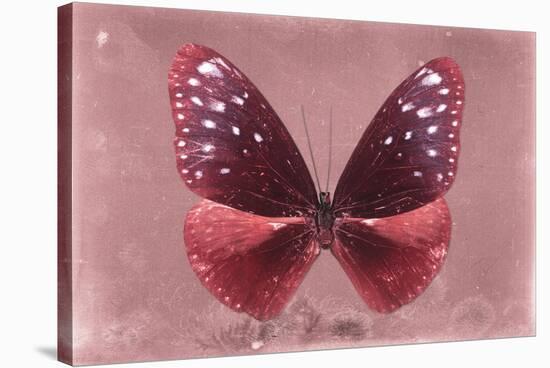 Miss Butterfly Euploea - Red-Philippe Hugonnard-Stretched Canvas