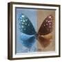 Miss Butterfly Euploea Sq - Blue & Caramel-Philippe Hugonnard-Framed Photographic Print