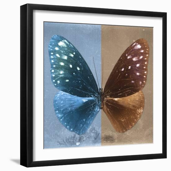 Miss Butterfly Euploea Sq - Blue & Caramel-Philippe Hugonnard-Framed Photographic Print