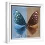 Miss Butterfly Euploea Sq - Blue & Caramel-Philippe Hugonnard-Framed Photographic Print