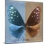 Miss Butterfly Euploea Sq - Blue & Caramel-Philippe Hugonnard-Mounted Photographic Print