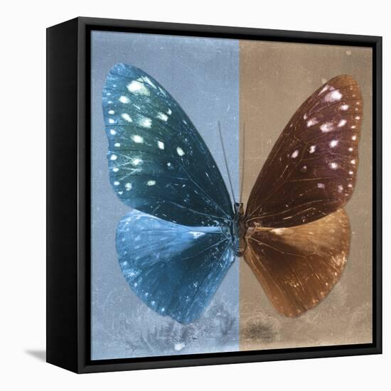 Miss Butterfly Euploea Sq - Blue & Caramel-Philippe Hugonnard-Framed Stretched Canvas