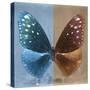 Miss Butterfly Euploea Sq - Blue & Caramel-Philippe Hugonnard-Stretched Canvas