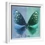 Miss Butterfly Euploea Sq - Blue & Coral Green-Philippe Hugonnard-Framed Photographic Print