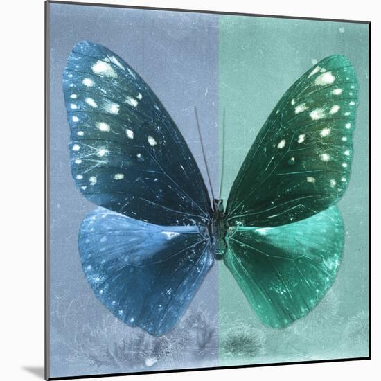 Miss Butterfly Euploea Sq - Blue & Coral Green-Philippe Hugonnard-Mounted Photographic Print