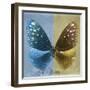 Miss Butterfly Euploea Sq - Blue & Gold-Philippe Hugonnard-Framed Photographic Print